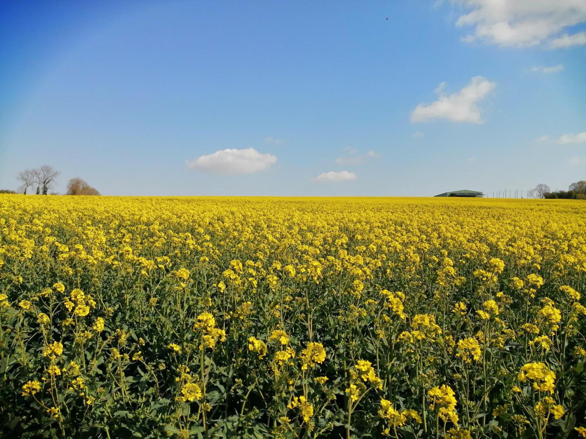 La Vieille Ferme Βίλα Donnay Εξωτερικό φωτογραφία